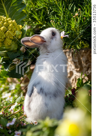 One rabbit 35013756