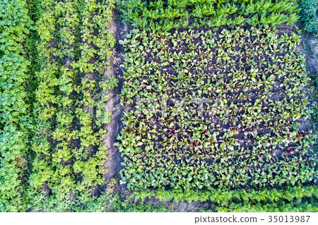 Plants of potato, beet and carrot in a field in Plants of potato, beet and carrot in a field in 35013987