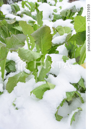 Nozawana和雪 Nozawana和雪 35013989