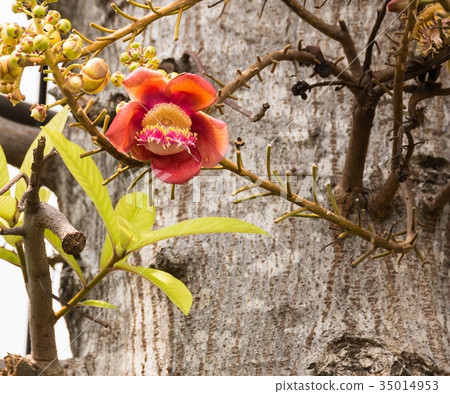pink cannonball flower growing on tree 35014953