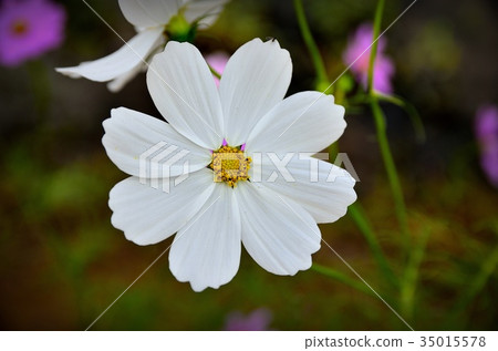 Flower pattern 35015578