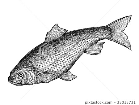 Herring  35015731