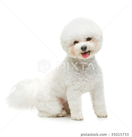 beautiful bichon frisee dog beautiful bichon frisee dog 35015733