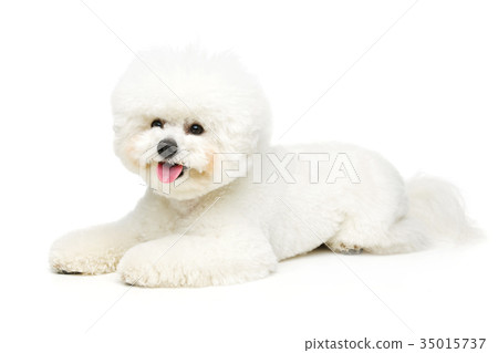 beautiful bichon frisee dog 35015737