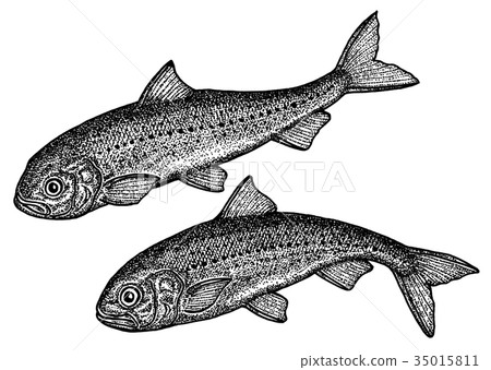 sardine sardine 35015811
