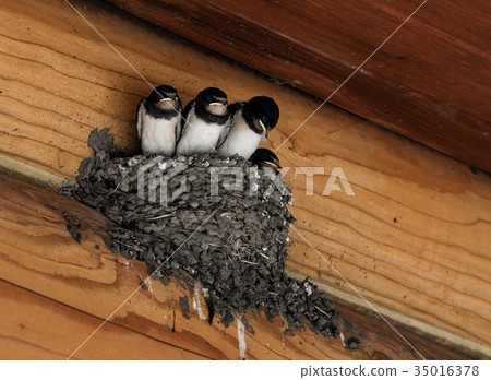 Barn swallow chicks in the nest Barn swallow chicks in the nest 35016378