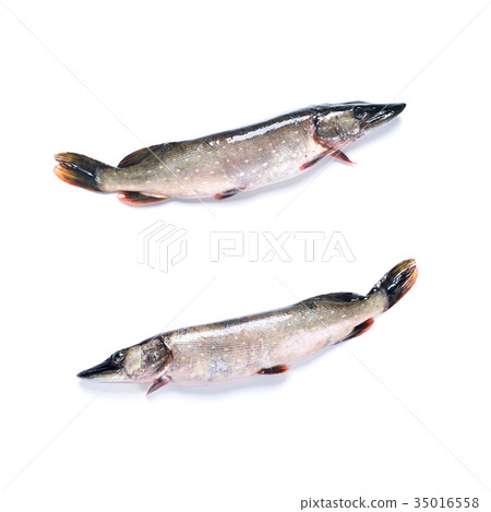 Single Pike Fish Animal Isolated on White 35016558