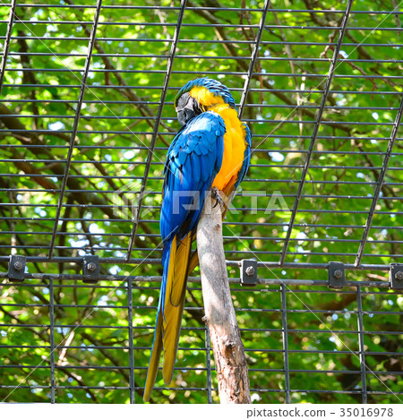 parrot ara in the zoo 35016978