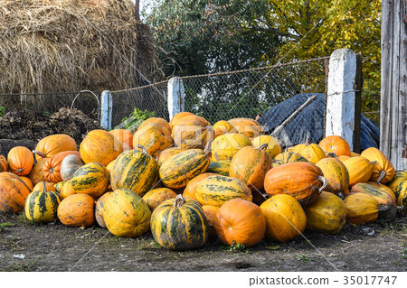 Harvest of pumpkins in the yard, Western Ukraine 35017747