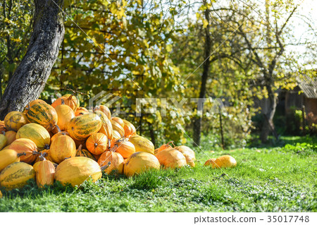 Harvest of pumpkins in the yard, Western Ukraine Harvest of pumpkins in the yard, Western Ukraine 35017748