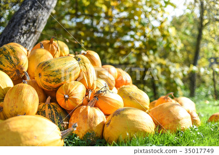 Harvest of pumpkins in the yard, Western Ukraine Harvest of pumpkins in the yard, Western Ukraine 35017749