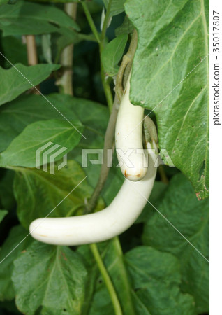 Daises eggplant · downtown beauty Daises eggplant · downtown beauty 35017807