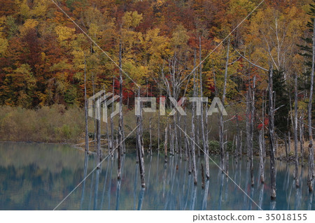 Blue pond colored leaves Blue pond colored leaves 35018155