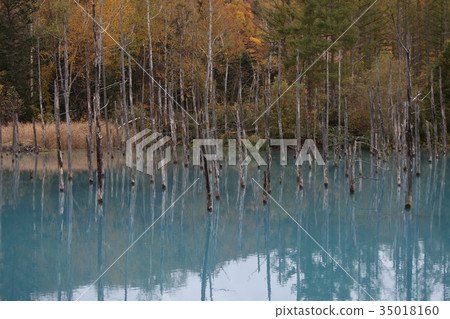 Blue pond colored leaves Blue pond colored leaves 35018160