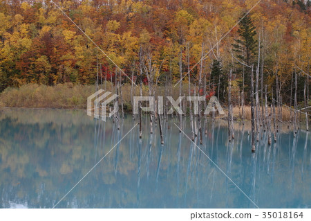 Blue pond colored leaves 35018164
