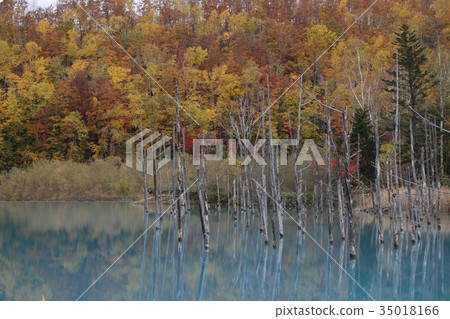 Blue pond colored leaves 35018166