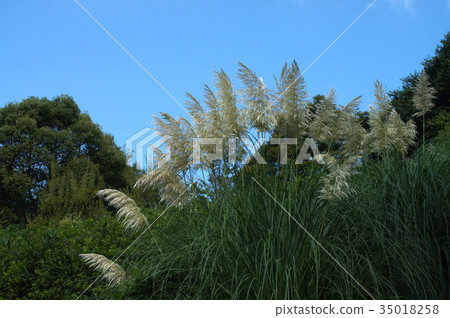 Panpasugurasu 35018258