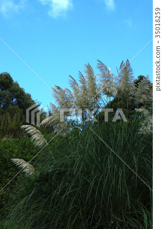 Panpasugurasu 35018259