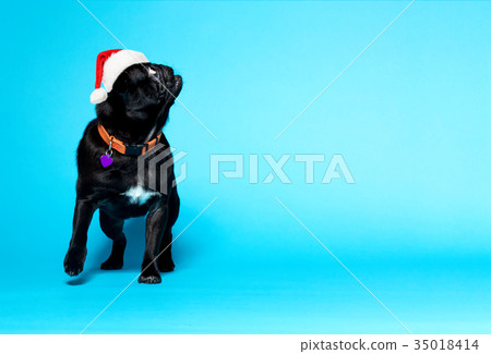 Black pug wearing Santa hat 35018414