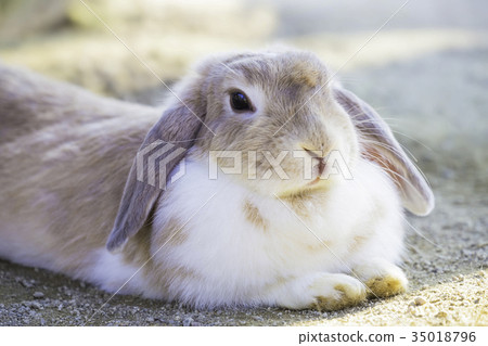 可愛的兔子耳朵 35018796