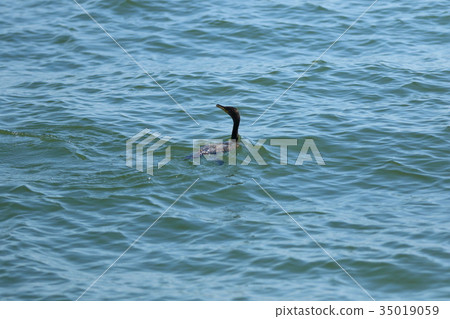 Bonito tuna 35019059