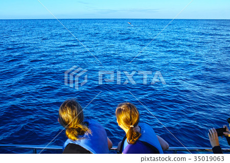 Hawaii Oahu west coast dolphin tour 35019063