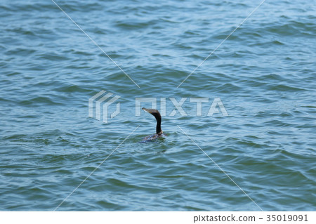 Bonito tuna 35019091