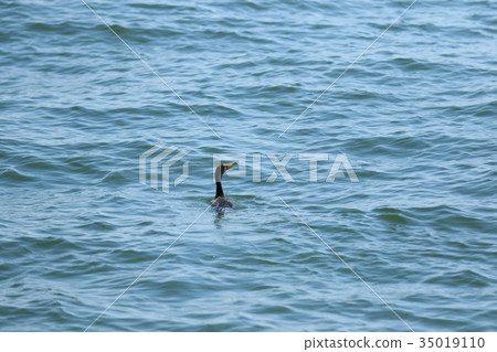 鰹魚金槍魚 鰹魚金槍魚 35019110
