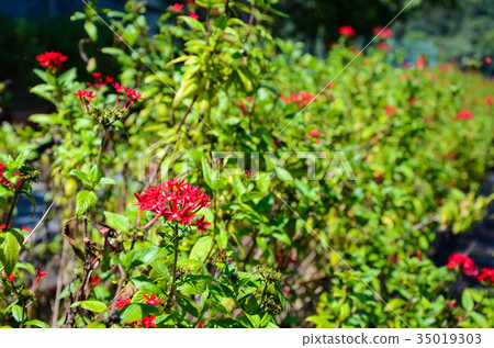 繁星花,花,五星花 星團 花朵 35019303