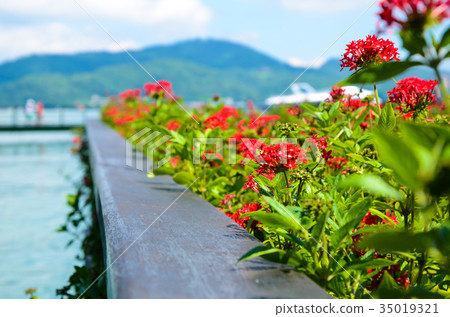 Star flower, flower, five-star flower, star cluster, flower 35019321