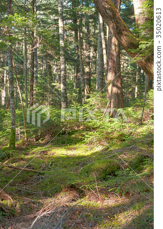 Shirakomaike（十月秋葉） 35020613