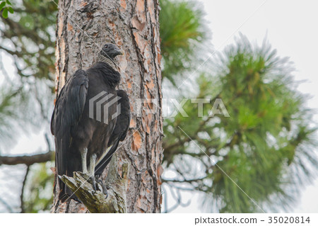 A black vulture (coragyps atratus) in a tree A black vulture (coragyps atratus) in a tree 35020814