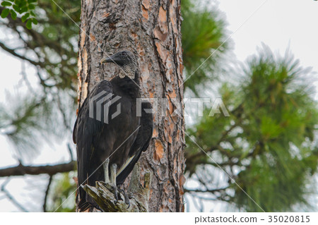 A black vulture (coragyps atratus) in a tree 35020815