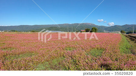 Soba field (October Akano city Akaba soba field) 35020820