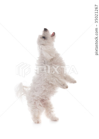 maltese dog standing upright on hind legs  35021267