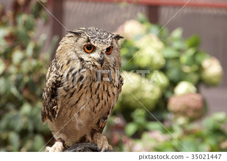 Kita Africa Eagleworm 35021447