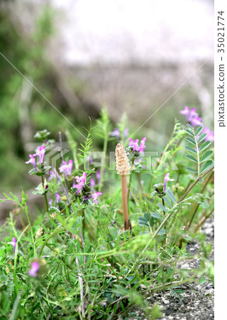 Spring image Tsukushi 35021774