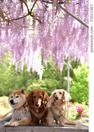 Dog and wisteria flower Dog and wisteria flower 35021867