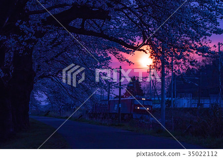Samurai shrine, Okawaramachi, one eye thousand cherry blossoms, Shiraishi Samurai shrine, Okawaramachi, one eye thousand cherry blossoms, Shiraishi 35022112