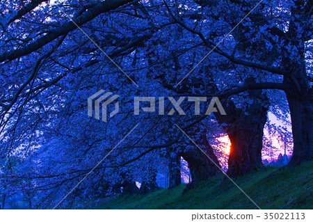 Samurai shrine, Okawaramachi, one eye thousand cherry blossoms, Shiraishi Samurai shrine, Okawaramachi, one eye thousand cherry blossoms, Shiraishi 35022113