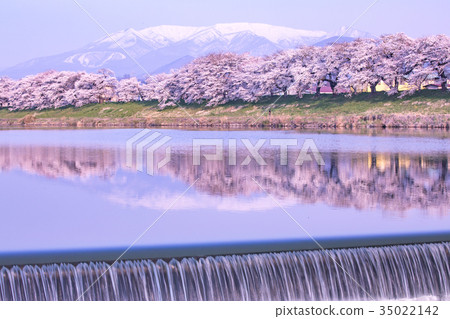 Samurai shrine, Okawaramachi, one eye thousand cherry blossoms, Shiraishi 35022142