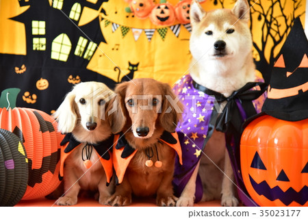 狗和萬聖節 35023177