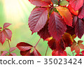 autumn leaves 35023424