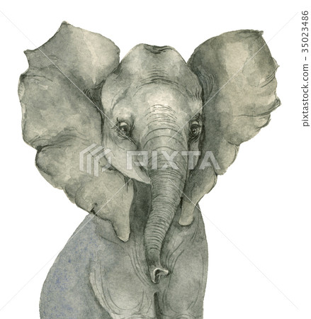 Watercolor Elephant kid 35023486