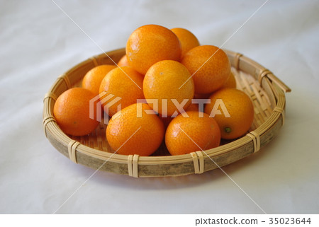 Kumquat 35023644