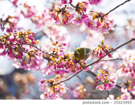 河津櫻花和mezzo 河津櫻花和mezzo 35023993