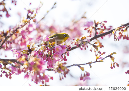 Kawazu cherry tree and mezzo 35024000