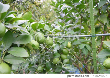 檸檬樹 35024026