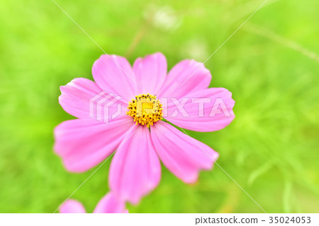 Fall cherry tree 35024053