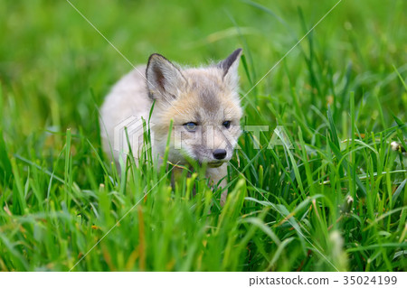 Fox cub in grass 35024199